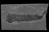 Devonian Lobed-Fin Fish (Osteolepis) - Scotland #93942-1